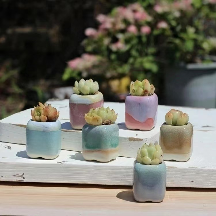 6Pcs Mini Flowerpot Succulents - 3D Printing Pot ulasan dan harga